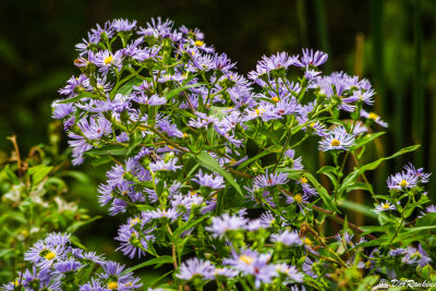 September Flowers