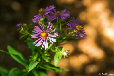 Asters By the Path