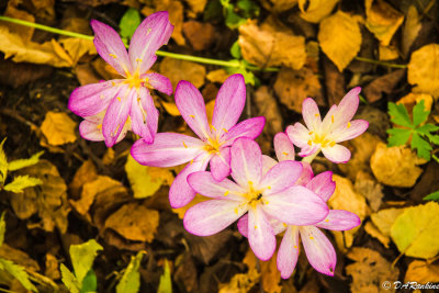 Fall Crocus