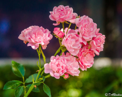 Polyantha Rose