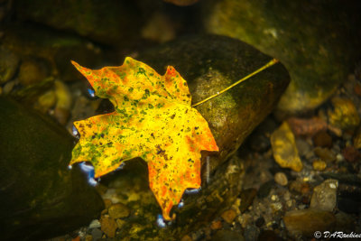 Maple in Creek