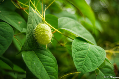 Wild Cucumber