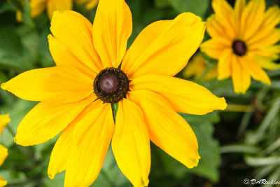 Black-eyed Susan