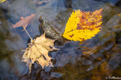 Leaves in Deerlick Creek II