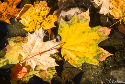 Leaves in Deerlick Creek III
