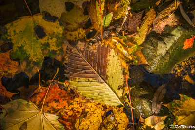 Leaves in Deerlick Creek IV