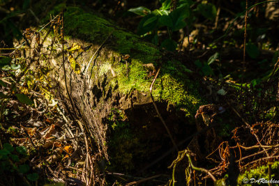 Sunlight on Log