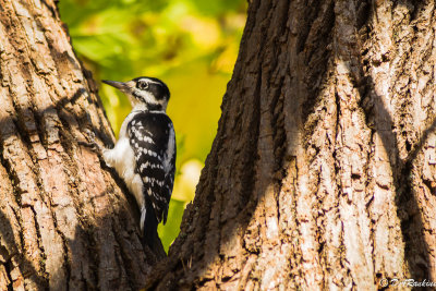 Hairy Woodpecker II