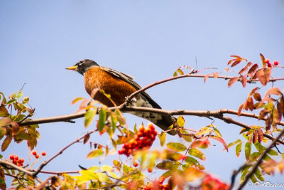 Birds in the Rowan Berry Tree