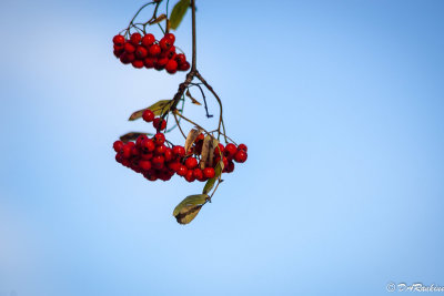 Rowan Berries with Leaf