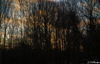 Sunset Behind the Trees