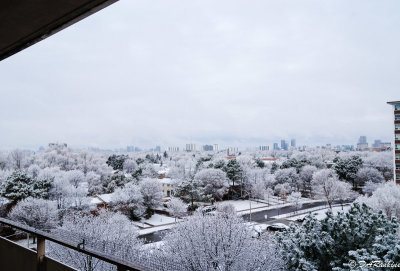 Parkwoods in Winter