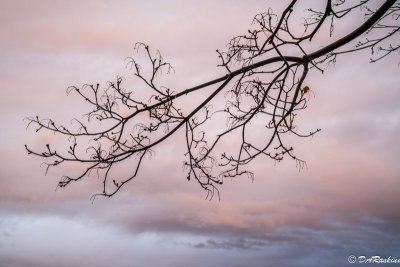 All the leaves are gone, except one