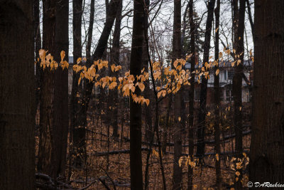 Beech Leaves 