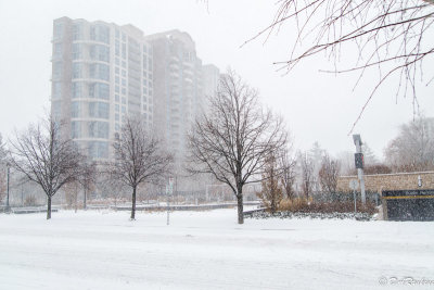Winter Scene in North York
