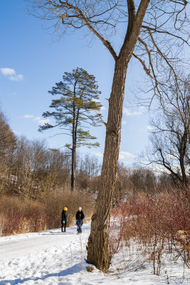 Pine Tree in Wilket Creek Park