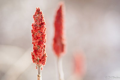 Sumac I