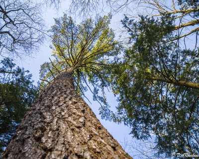 Sunlight in Pine Tree