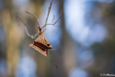 Snagged on a Twig