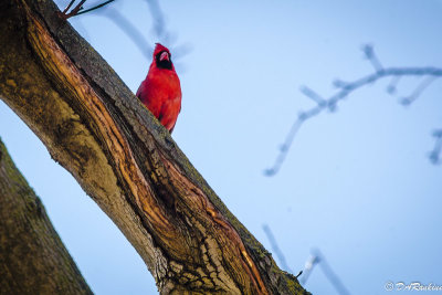 The cardinal that was singing