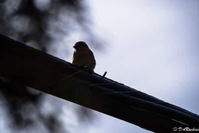 House Sparrow in Silhouette