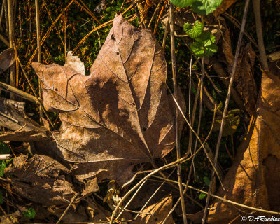 Faded PLane Tree Leaf
