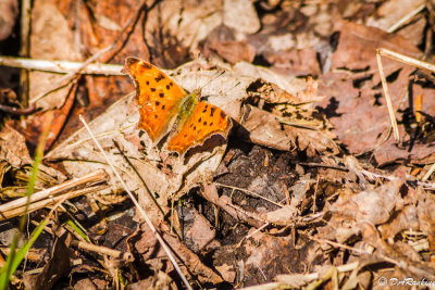 Hope - First butterfly of Spring