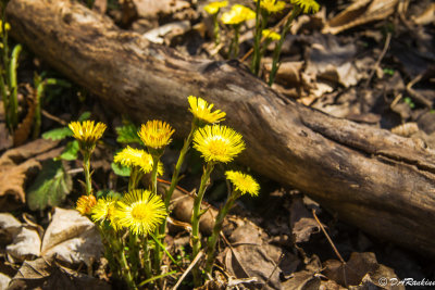 Coltsfoot and Log
