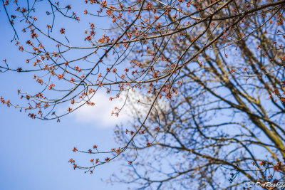 Maple in Blossom and Cloud