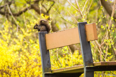 Only squirrels are allowed to sit