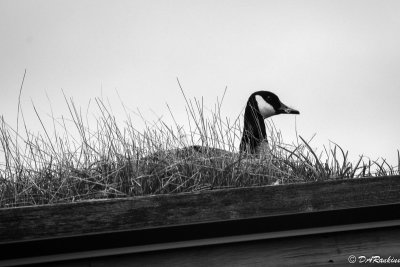 Goose on a Roof