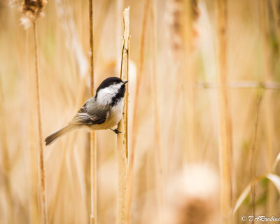 Chickadee in the Reeds
