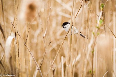 Chickadee in Reeds II