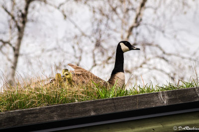 Mother Goose and gosling on toolshed roof