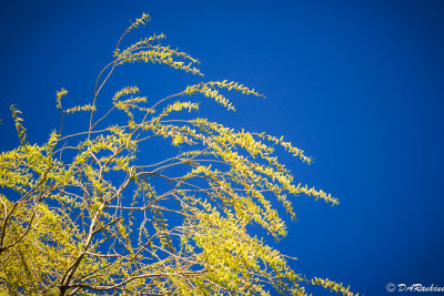 The Willow in Spring