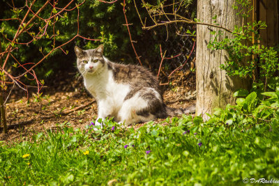 The Cat in the Park