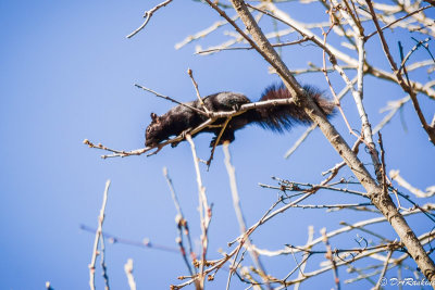 Eating the maple tree buds