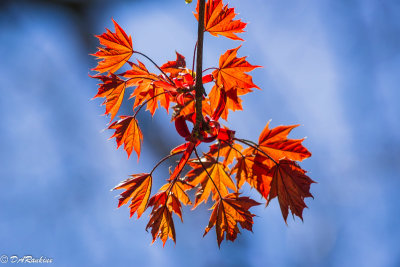 Maple Leaf in Sunlight