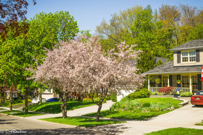 Apple Blossoms in Cassandra