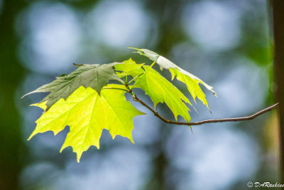 Sunlight on Maple Leaves I