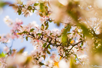 Apple Blooms 