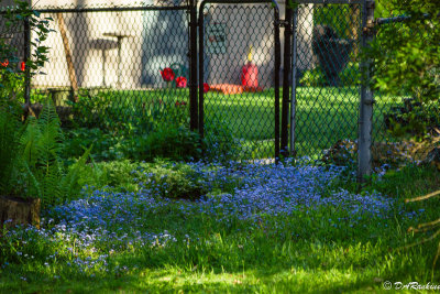 For-Get-Me-Nots at the Back Gate