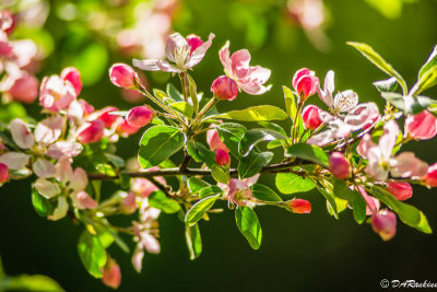 Apple Blossoms