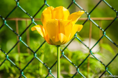 Yellow Tulip for Jacqueline