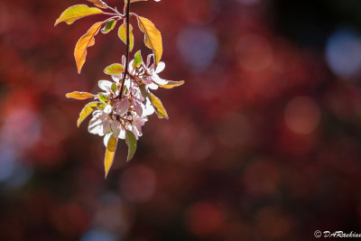 Sunlight on Apple Blossoms