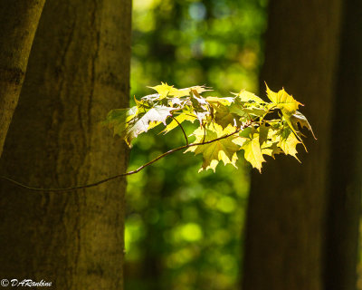 Sunlight on Maple Leaves I