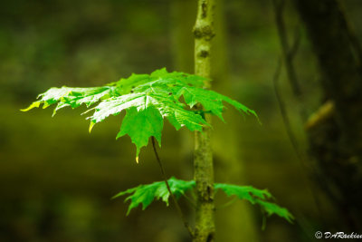 Sunlight on Maple Leaves II