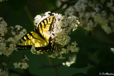 Butterfly in Sunlight I