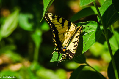 Butterfly in Sunlight II