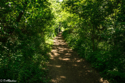 The Runner in the Path